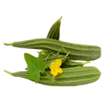 ঝিঙ্গা